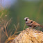 Ashy-crowned Sparrow-Lark.