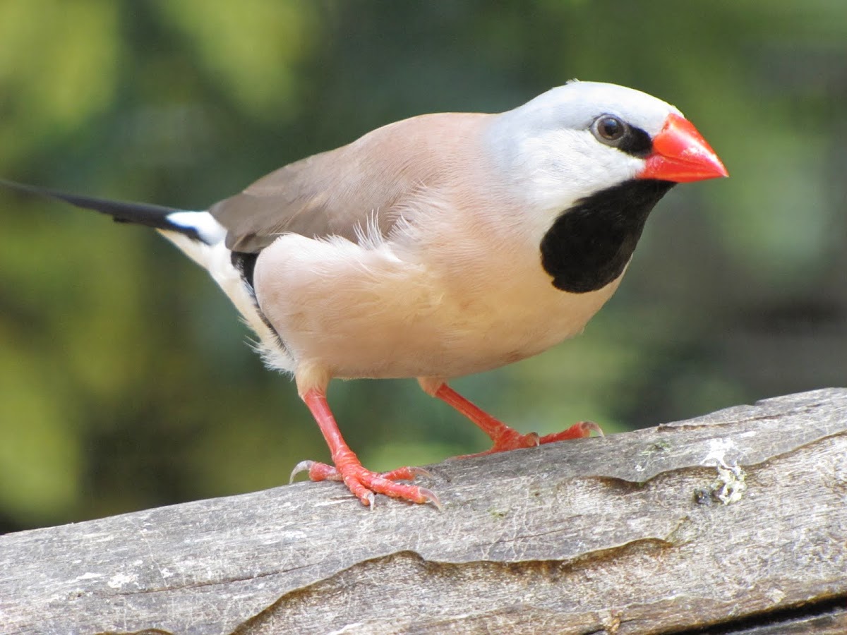 Heck's shaft-tailed finch