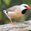 Heck's shaft-tailed finch