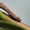 Geometrid moth caterpillar
