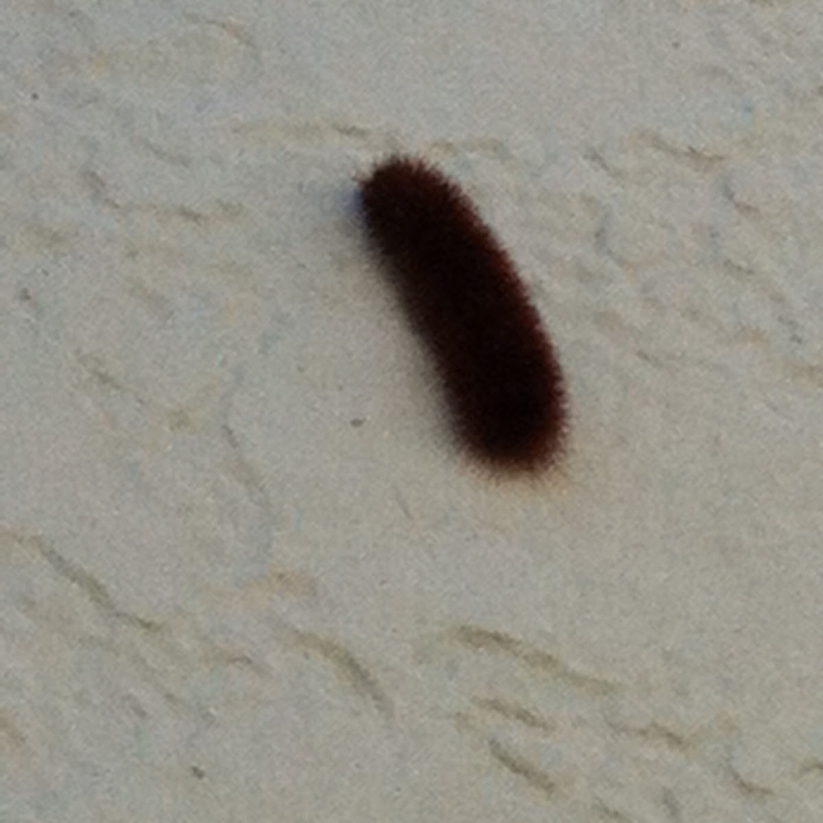 Woollie caterpillar