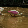 Roseate Spoonbill