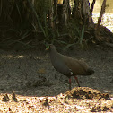 Black-tailed Native Hen