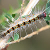 spiky caterpillar