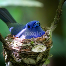 Kehicap Ranting by Ruri Irawan - Animals Birds