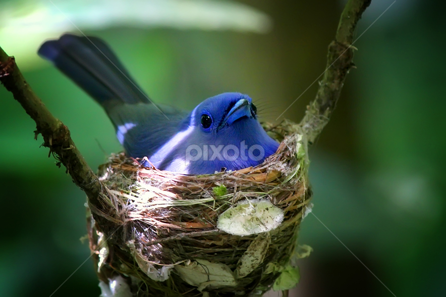 Kehicap Ranting by Ruri Irawan - Animals Birds