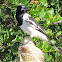 Pied Butcherbird