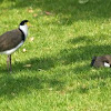 Masked Lapwing