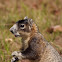 Monkey squirrel (local name) or fox squirrel