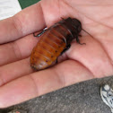 Madagascar hissing Cockroach