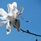 Magnolia