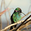 White-Vented Violetear