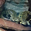 tiger salamanders