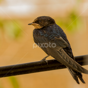 beautiful bird but alone  by Mustafa Gulzari - Animals Birds