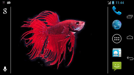 Betta Fish Live Wallpaper Free poster 5