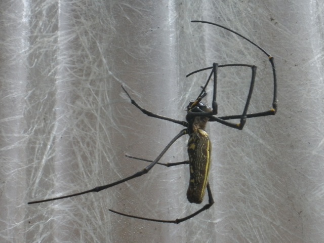 Orb Spider