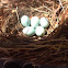 Nest of bird eggs