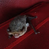 Little forest bat