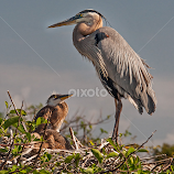 Delray Birds 5 by Gary Aidekman -  