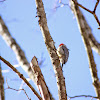 Red-Bellied Woodpecker