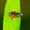 Leafhopper