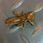 Brown bug
