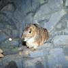 Black tailed Prairie dog