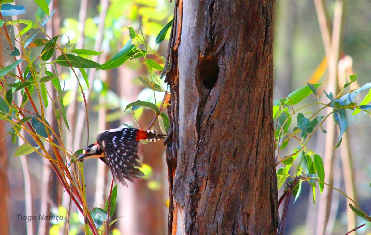 Pica-pau-malhado-grande,Great Spotted Woodpecker
