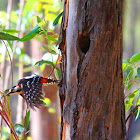 Pica-pau-malhado-grande,Great Spotted Woodpecker