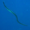 Banded Sea Krait