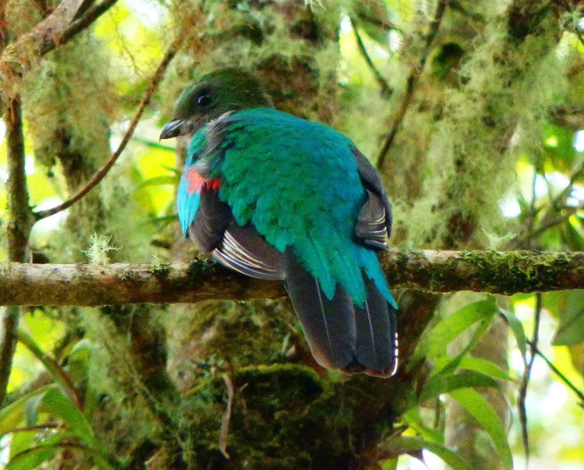 Female resplendent quetzal