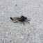 Robber fly (male)
