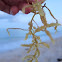 Sargassum sea weed