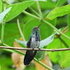 Blue-chested hummingbird