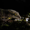 Deccan Ground Gecko
