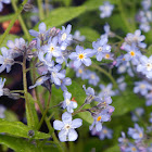Water Forget-Me-Not