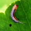Sawfly Larvae