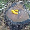 Yellow Coral Fungi