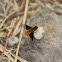 Bee Fly