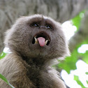 Weeper capuchin