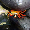 Cangrejo / zayapa. Sally lightfoot crab