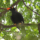 Common Hill Myna