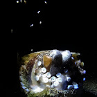 Veined / Coconut Octopus releasing Babies