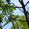 Rose-ringed Parakeet 