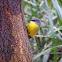 Eastern yellow robin