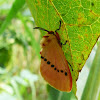 Megalopygid Moth