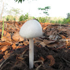 Panaeolus