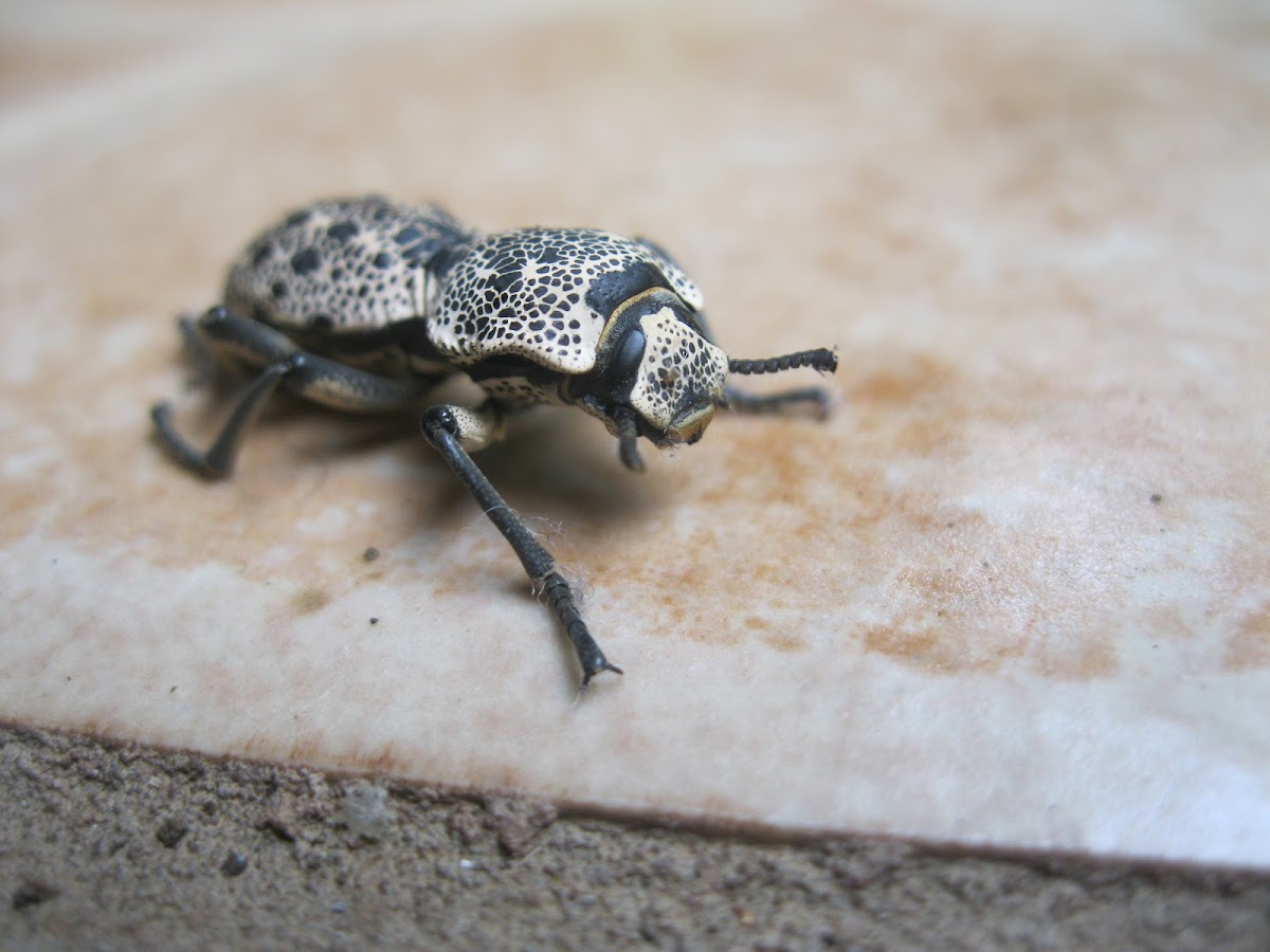 Ironclad Beetle