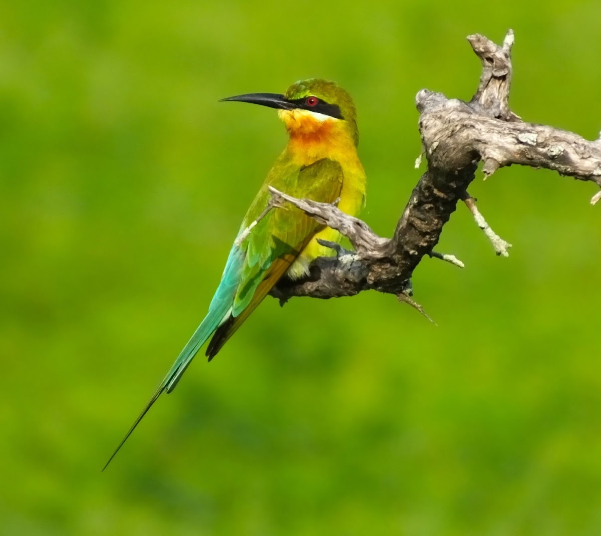 Blue-tailed Bee eater