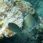 Speckled (spotted) butterflyfish